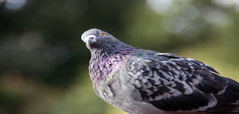 Amazing information about the nesting process of a feral pigeon