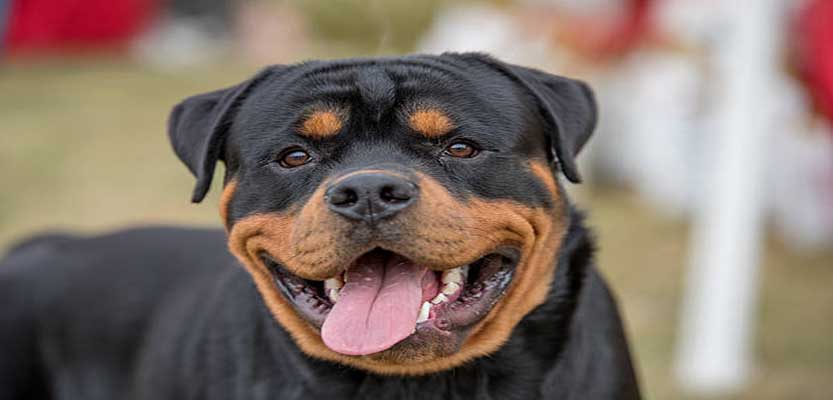 Complete Guide That Rottweiler’s Parents should not miss!