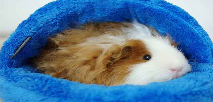 Guide To Keep Your Guinea Pigs Warm Through The Winter