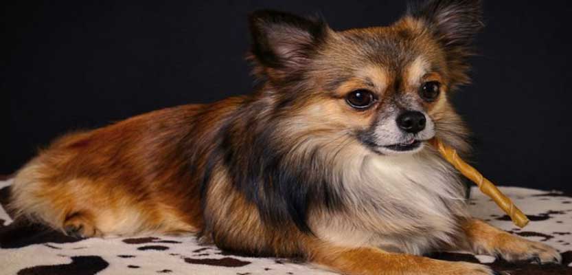Long Haired Chihuahua: Do they Shed More than Regular Ones?