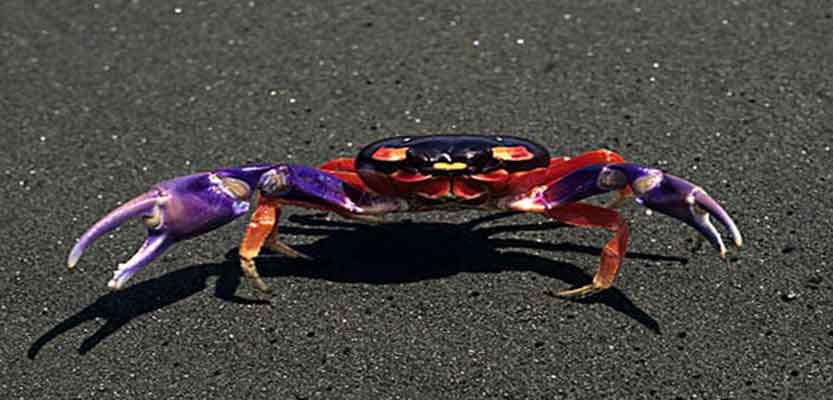 The New Quirky Pet: The Halloween Moon Crab