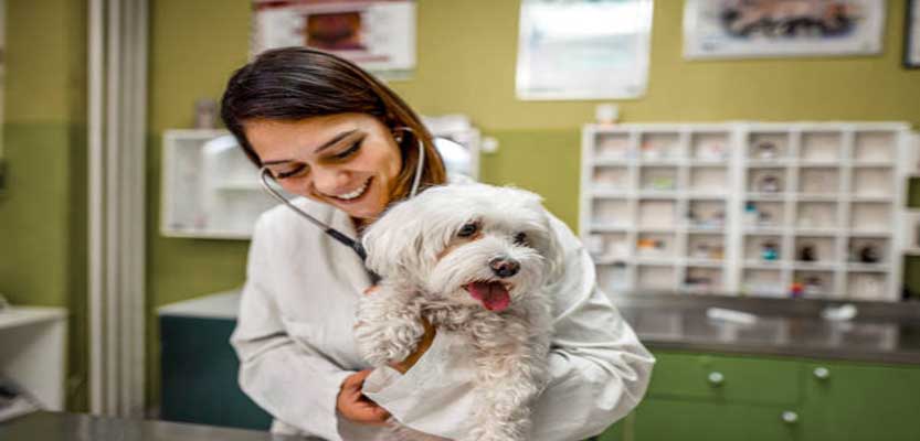 What Kind of Health Problems Are More Frequent in Maltese Dogs?